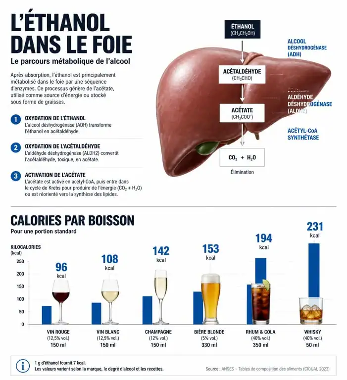 Infographie sur l'impact de l'alcool et la prise de poids : métabolisme hépatique et calories par boisson